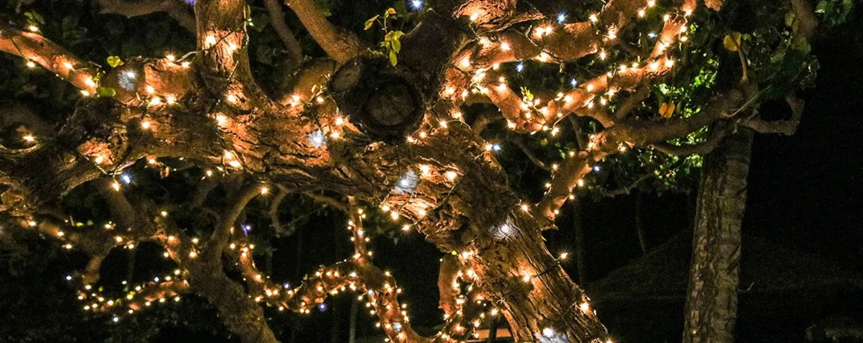 Landscape lighting by Cardinal Lighting, East Tennessee